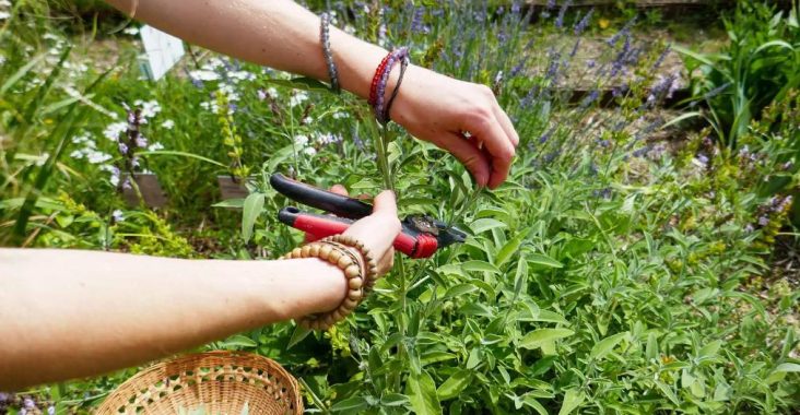 la culture et la récolte de vos plantes médicinales
