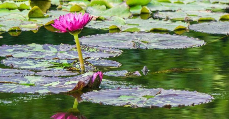 bassin de jardin adaptée aux espèces végétales choisies