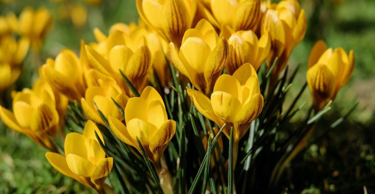 découvrez la beauté intemporelle des fleurs vivaces. apprenez à les cultiver et à les entretenir pour créer un jardin florissant et durable qui ravira vos sens année après année.