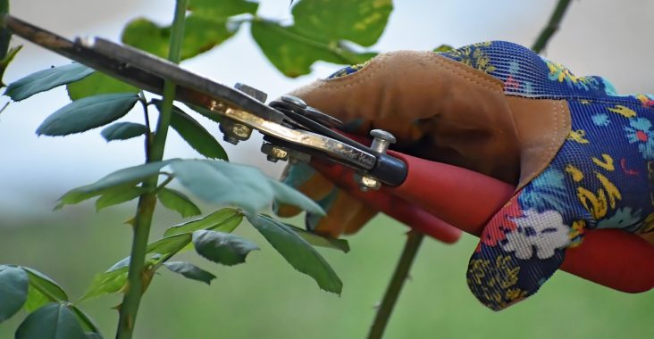 découvrez les meilleures techniques de taille pour vos plantes ! apprenez à améliorer la santé et la vigueur de votre jardin grâce à des conseils pratiques sur la taille.
