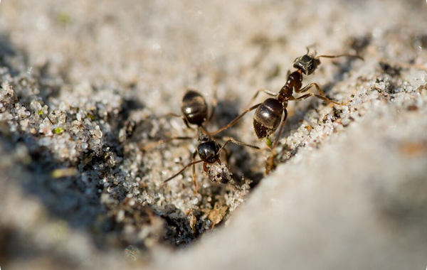 Fourmis charpentières
