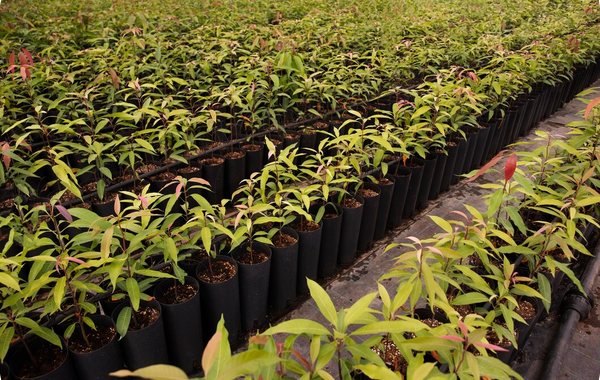 Plantations mellifères