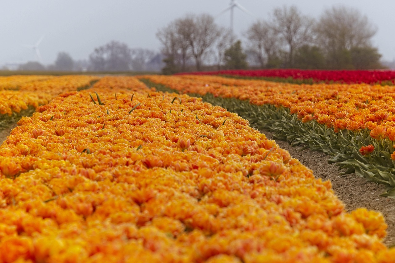 achetez des bulbes en gros pour des plantes florissantes à des prix avantageux. idéal pour les jardiniers, les fleuristes et les professionnels du paysage.