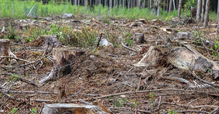 service d'abattage d'arbres par hélicoptère : une méthode rapide et sécurisée pour l'élimination d'arbres difficiles d'accès.