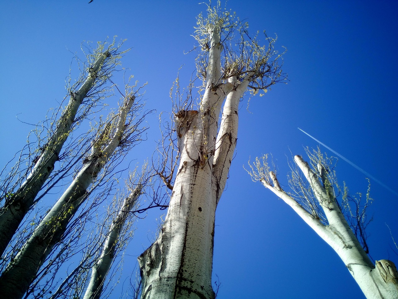 découvrez les meilleures techniques d'élagage pour entretenir vos arbres et arbustes, favoriser leur croissance et embellir votre jardin.