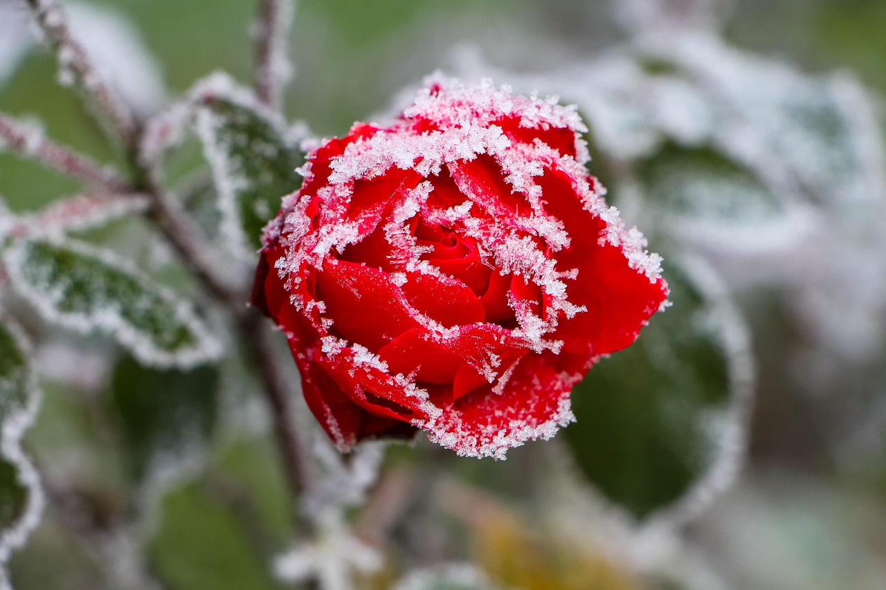 découvrez les techniques de greffe de rosier pour multiplier et renforcer vos rosiers, améliorer leur résistance et obtenir des fleurs magnifiques.