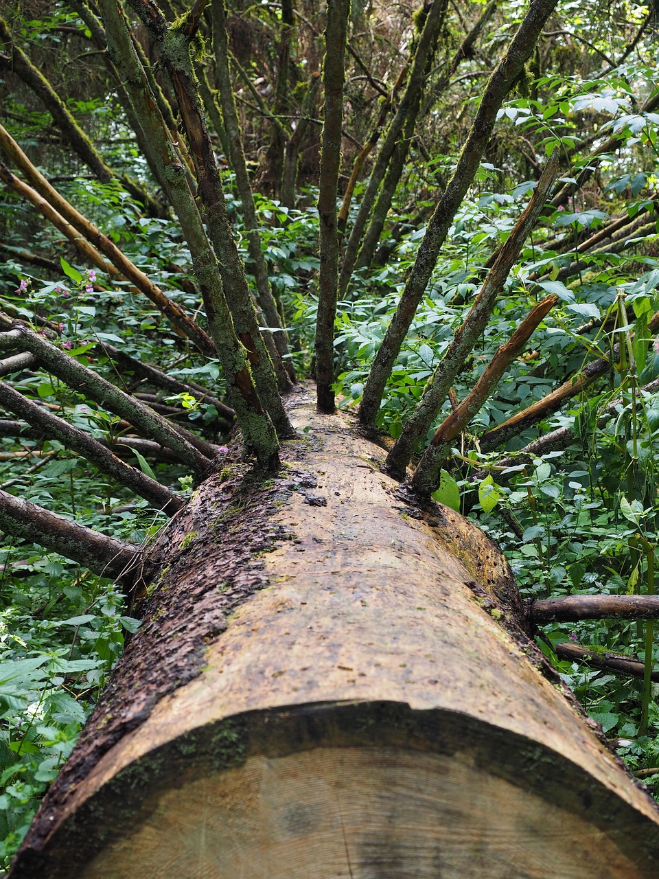 services professionnels d'abattage d'arbres pour un jardin sûr et bien entretenu. experts en élagage et enlèvement d'arbres.