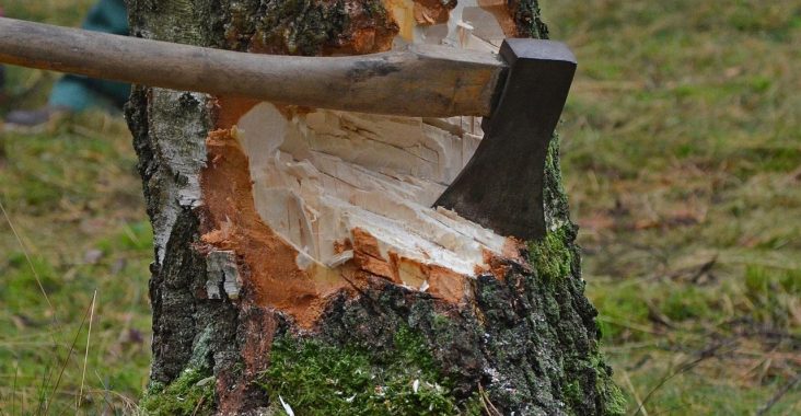 découvrez nos services d'abattage d'arbres professionnels, sécurisés et respectueux de l'environnement pour entretenir et aménager vos espaces verts.