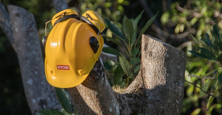 découvrez les signes indiquant qu'un arbre a besoin d'être taillé pour garantir sa santé et sa croissance optimale.