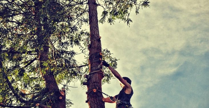 services professionnels d'abattage d'arbres sécurisés et efficaces pour votre jardin ou propriété. élimination propre et rapide des arbres indésirables.